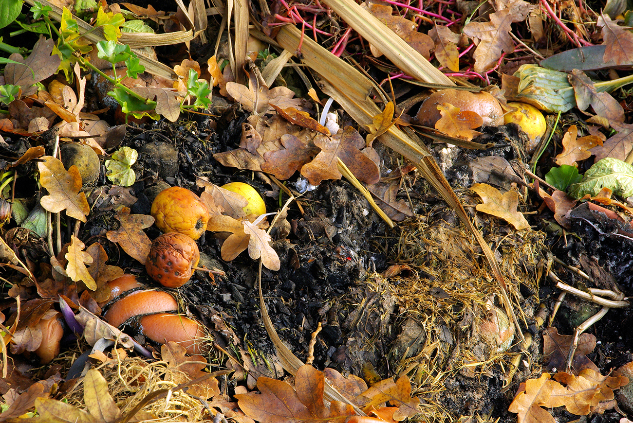 Recycling Tip for Better Results: Food Waste and Fall Leaves 